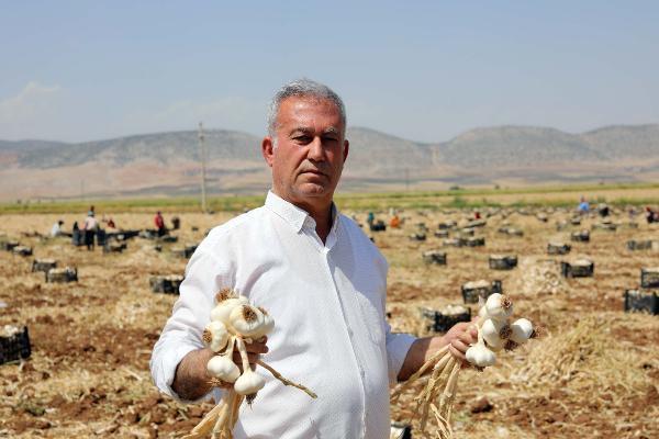 Gaziantep'te hasadı yapılan sarımsak tarlada 8, markette 35-40 lira