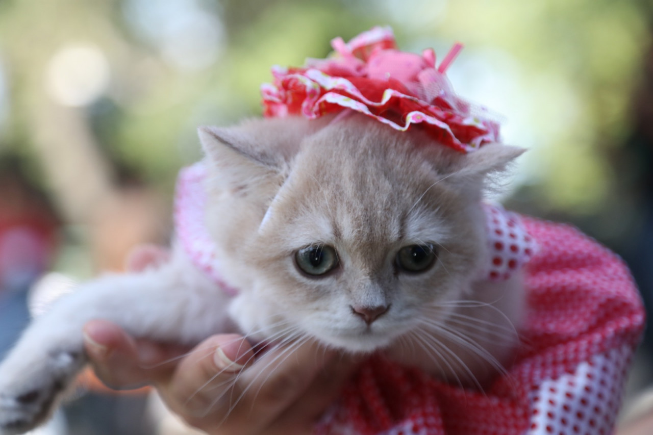 1694942329 434 Samsunda kedi ve kopek kostum yarismasi Kazananlara mama hediye edildi